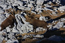 steinbocke kampfend 10